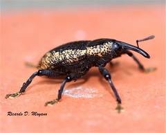 Homalinotus deplanatus