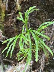 Diphasiastrum thyoides