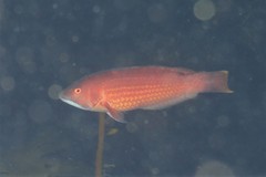 Pseudolabrus rubicundus
