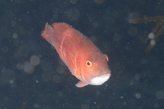 Pseudolabrus rubicundus