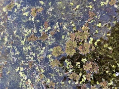 Azolla cristata