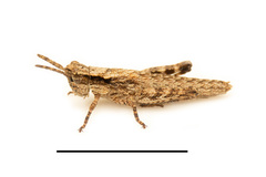 Adreppus fallax