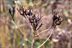 Haemodorum corymbosum