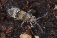 Entomobrya assuta