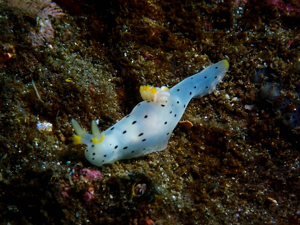 Dalmatian sea slug from a Caleta Huiro on June 27, 2021 at 01:05 PM by ...