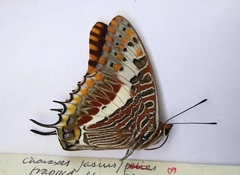 Charaxes saturnus