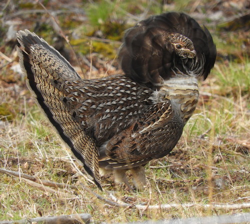 Ruffed Grouse, photo 7 of 9