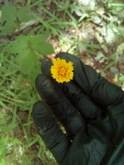 Hieracium venosum