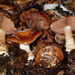 Cortinarius cesarioanus - Photo (c) Jerry Cooper, some rights reserved (CC BY), uploaded by Jerry Cooper