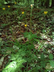 Hieracium venosum