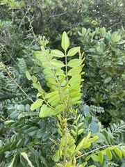 Sophora tomentosa