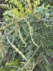Sophora tomentosa