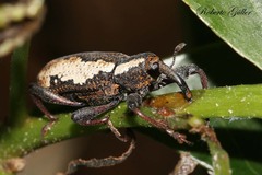 Heilipus gibbus