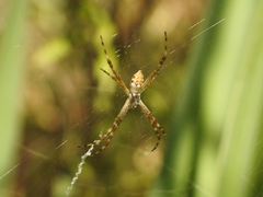 Argiope argentata