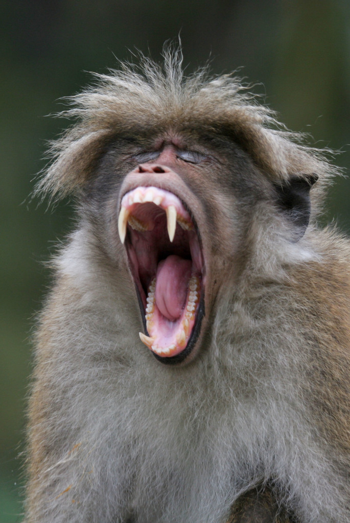 Toque Macaque