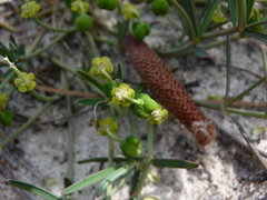 Euphorbia ipecacuanhae