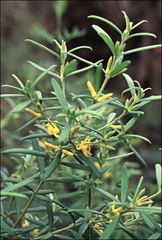 Persoonia mollis
