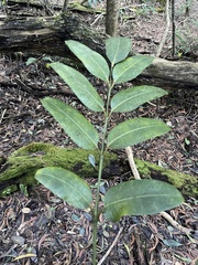 Polyscias kavaiensis