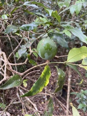 Salacia madagascariensis