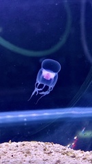 Leuckartiara hoepplii