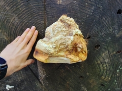 Laricifomes