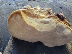 Laricifomes