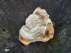 Laricifomes