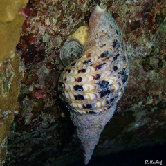 Charonia tritonis