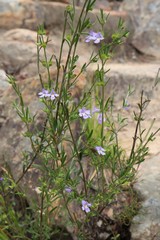 Prostanthera saxicola