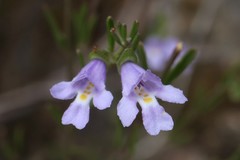 Prostanthera saxicola