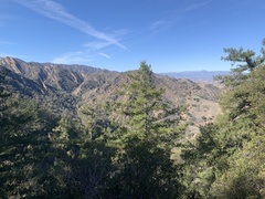 Pseudotsuga macrocarpa