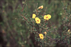 Dillwynia ramosissima