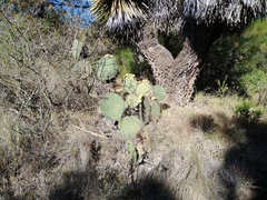 Opuntia huajuapensis