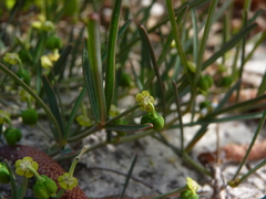 Euphorbia ipecacuanhae