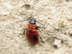 Galeruca melanocephala