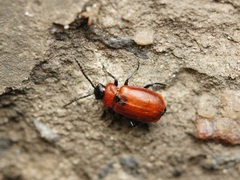 Galeruca melanocephala