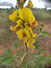 Crotalaria micans