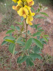 Crotalaria micans