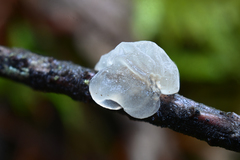 Tremella globispora