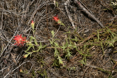 Castilleja applegatei pinetorum