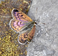 Lycaena tama