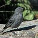 Plumbeous Sierra-Finch - Photo (c) Gustavo DurÃ¡n, some rights reserved (CC BY-NC-SA)