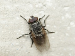 Pollenia