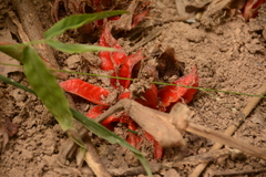 Zingiber kawagoii