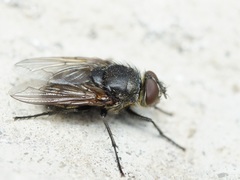 Pollenia
