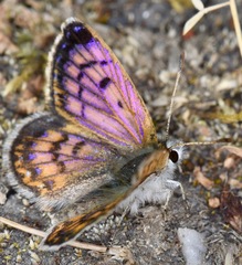 Lycaena tama