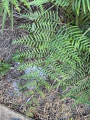 Pteridium caudatum