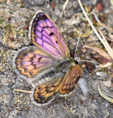Lycaena tama