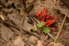 Zingiber kawagoii