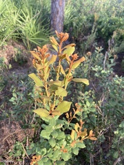 Lyonia fruticosa